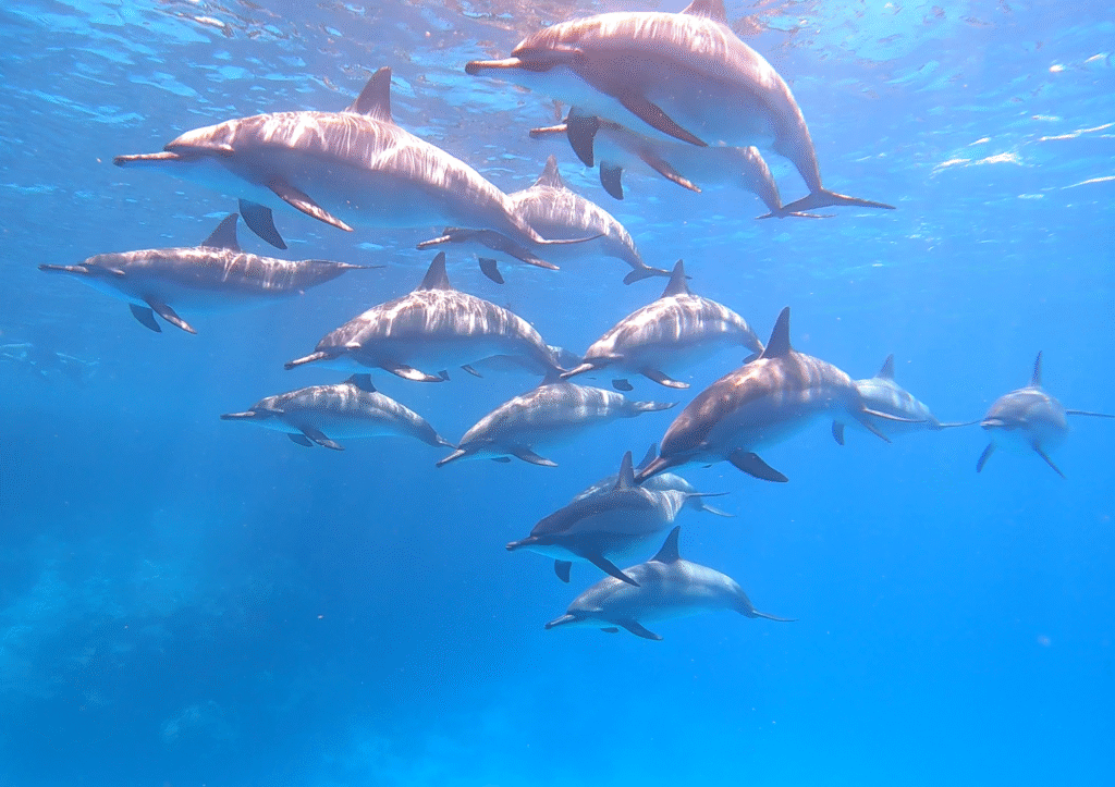 Dom Delfinów (Samadai)