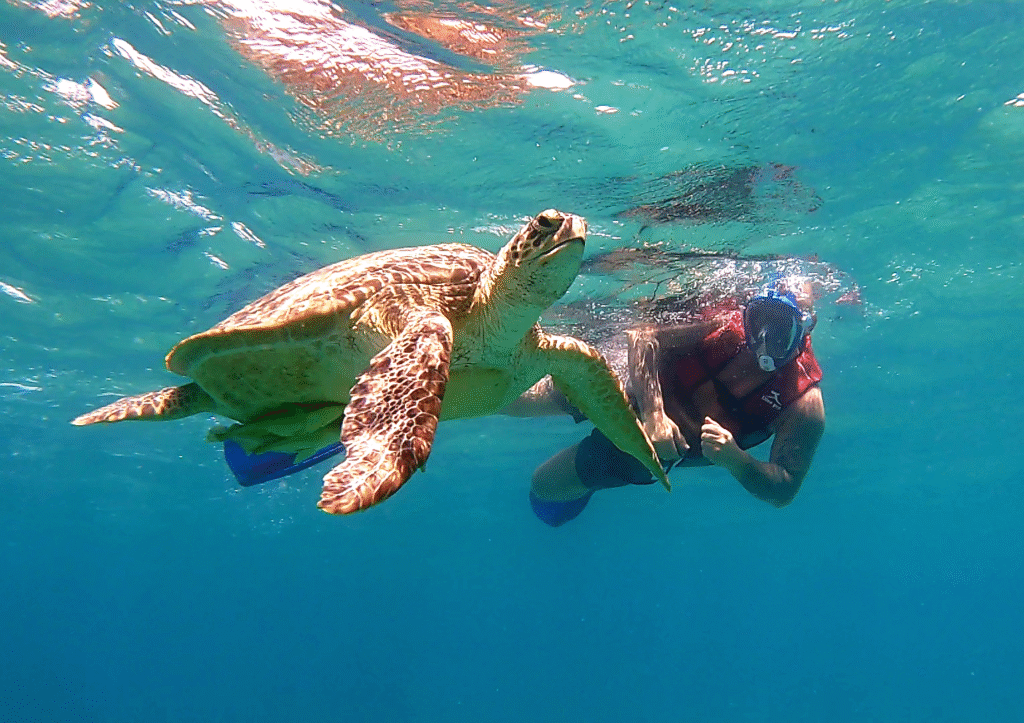 Marsa Mubarak (Żółwie i krowa morska) + Nurkowanie