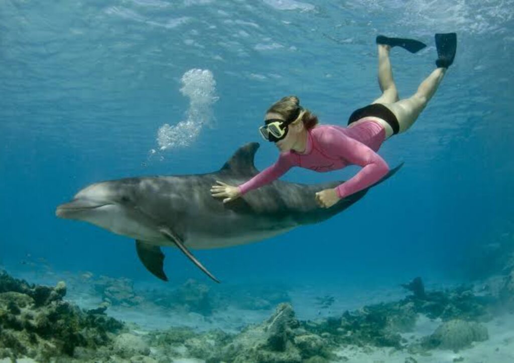 Dom Delfinów (Premium)